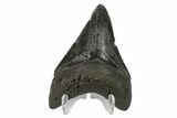 Fossil Megalodon Tooth - South Carolina #130791-2